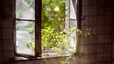 Altes, beschädigtes Fenster in gefliester Wand, durch das Sonnenlicht fällt; grüne Pflanzen wachsen durch die Öffnung, draußen Bäume sichtbar.